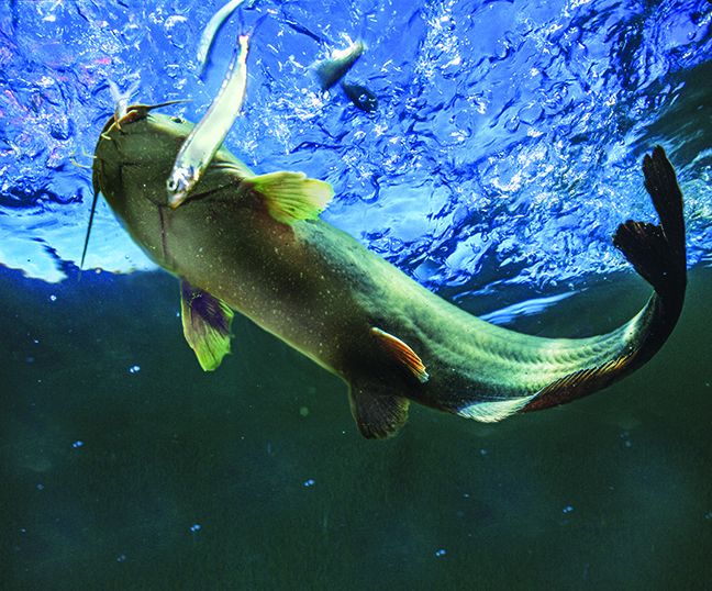 Herd Those Alabama Catfish: Blues, Channels, Flatheads - Game & Fish