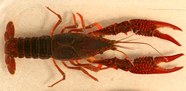Invasive Red Swamp Crayfish Confirmed in Michigan