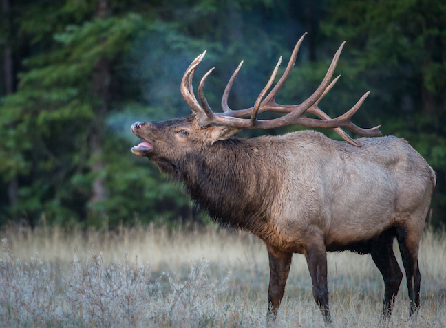 Late-Season Elk Tips in the Southwest