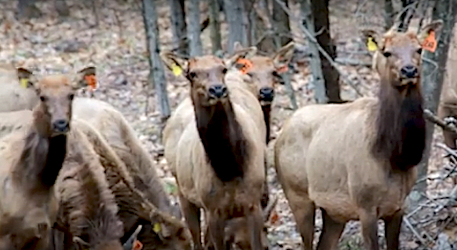 Kentucky Elk Now Roaming in Wisconsin