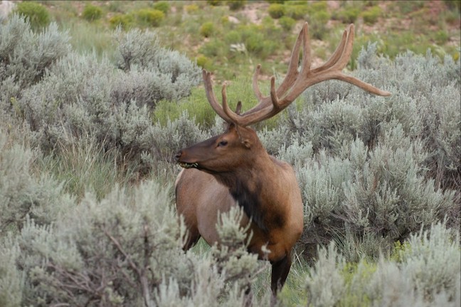 Rocky Mountain elk hunting