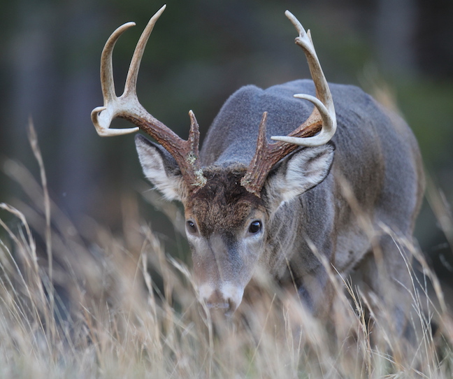 Wisconsin Deer Hunting Update 2017