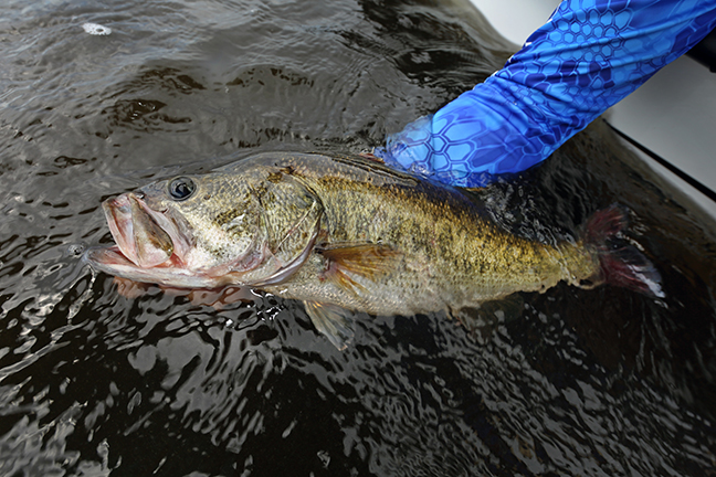 Alabama bass fishing