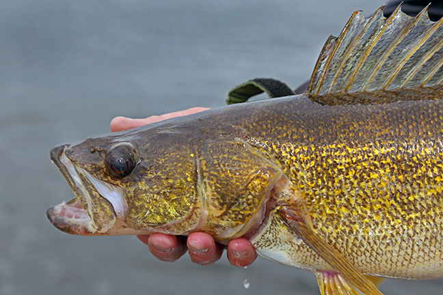 Fall Fishing Walleye