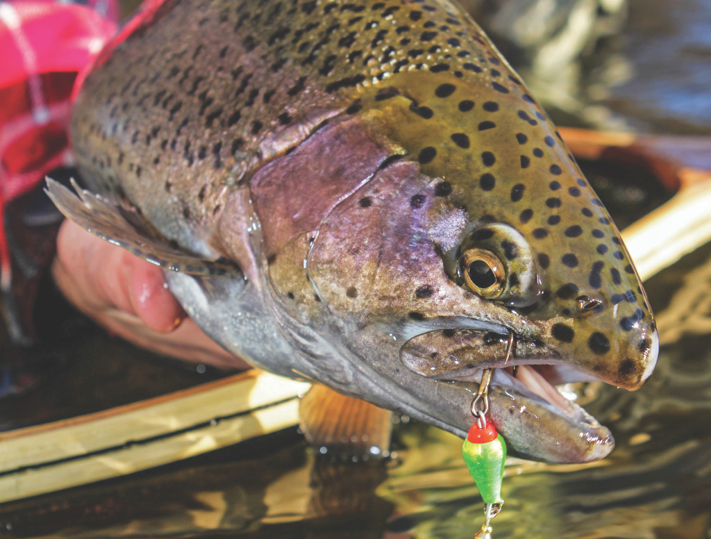 Fall Trout: Seasons Change, So Should Your Tactics - Game & Fish