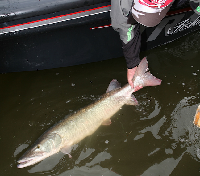 Fish and Boat Commission's report shows mixed musky results