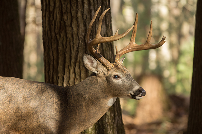 Illinois' Best Public Land Deer Hunting