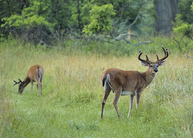 Deer Hunting Ohio's Early Seasons