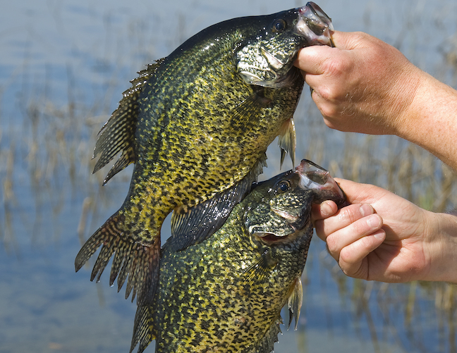 September Slabs: Fall Crappie Tactics in Dairy State