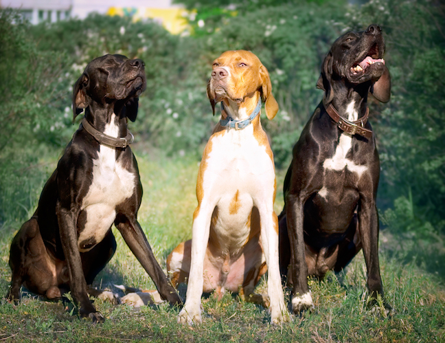 Great Grouse Hunting Dog Breeds