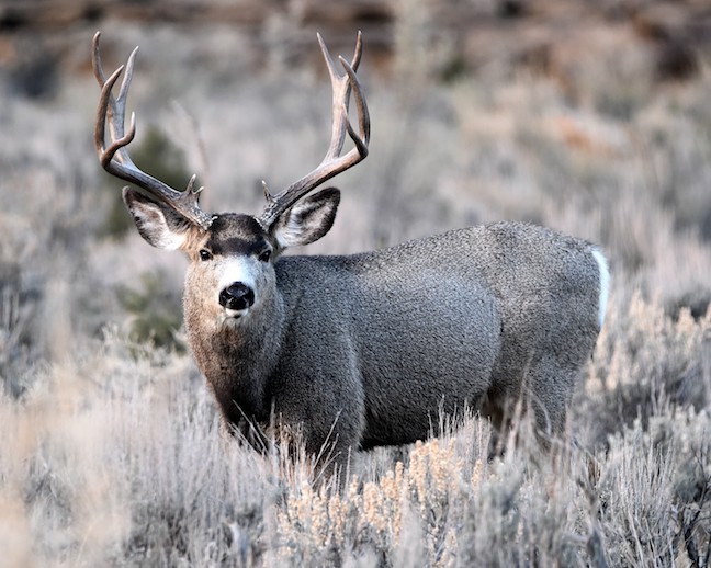 Colorado Public Land Deer Preview