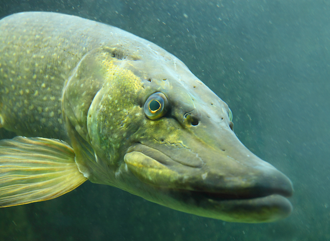 Predator Fish: Fall Muskies, Pike, Bass Hot Spots