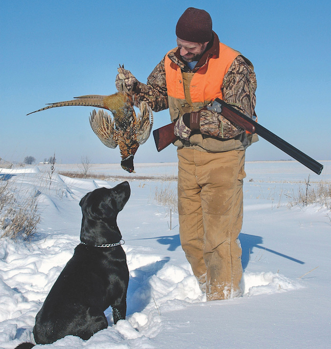 Pheasant best sale dog training