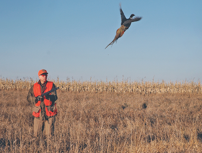 How to Train a Top Pheasant Dog: Expert Advice