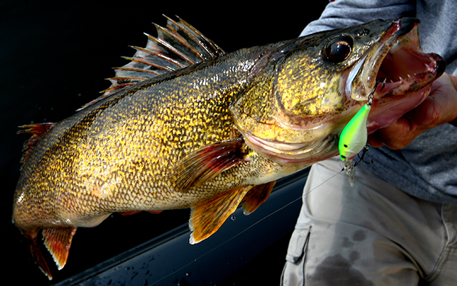 Night Walleyes: Don't Stop Fishing at Sundown - Game & Fish