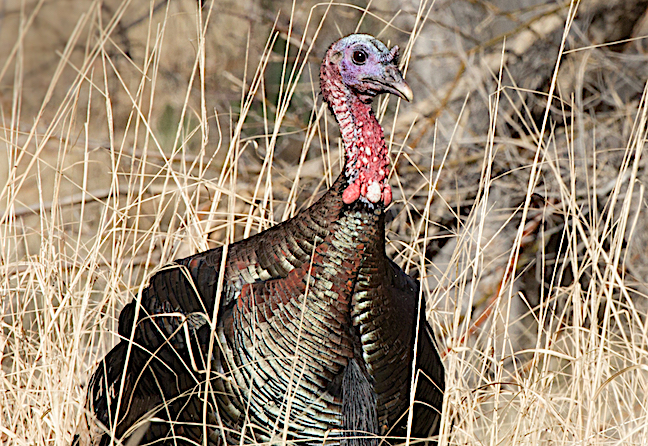 Fall Turkey Hunting a Pennsylvania Tradition