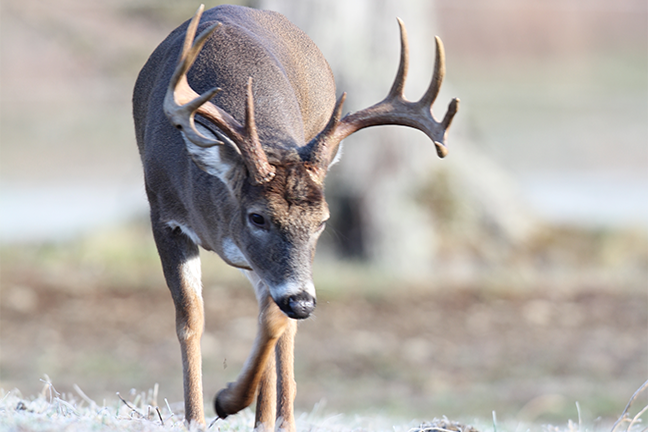 Great Plains Deer Forecast Feature