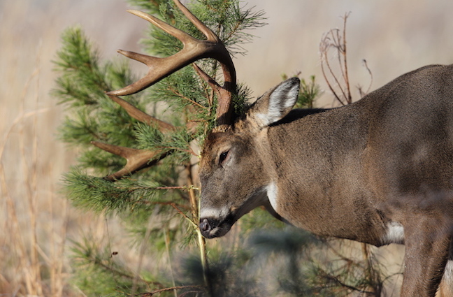 Expert Tips: Buying Great Deer Hunting Land