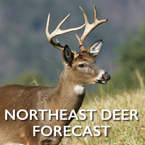 Northeast-Deer-ForecastR1
