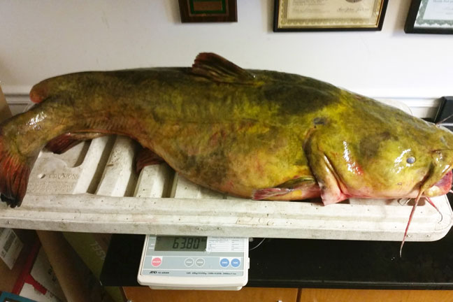 First ever flathead catfish. Fishing Mississippi in Minnesota. 36