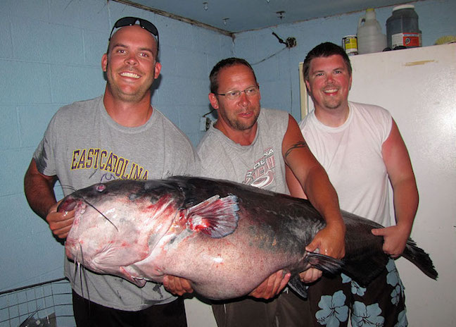 Big catch: How one man caught a 76.5-pound fish in Nashville lake