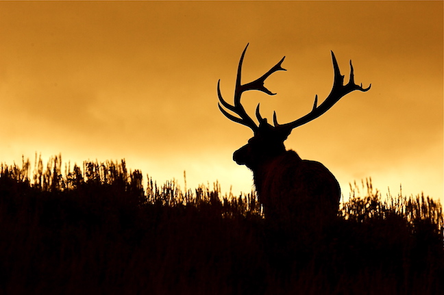 5 Keys to Elk Hunting Success