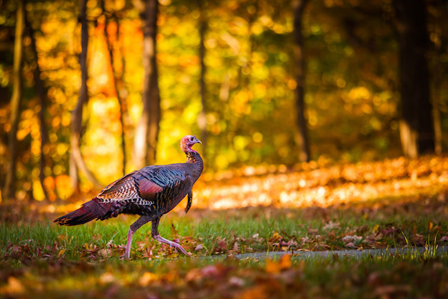 fall turkey hunting
