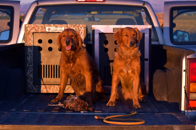 'Steady to Shot' Tips for Training Waterfowl Dogs