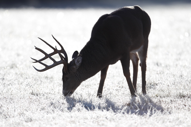 Iowa Public Land Deer Hunting Outlook
