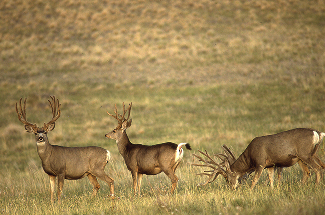 The Best Southwest Mule Deer Hunting