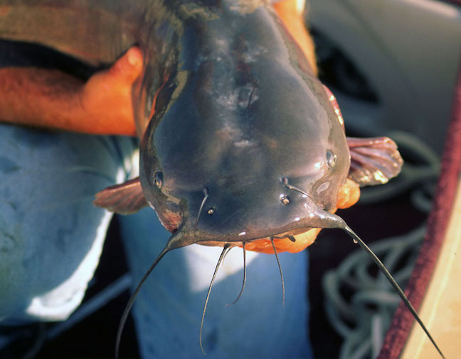 Tactics for Catching Fall Catfish on the Move