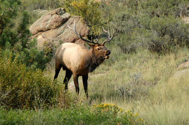 Top Public Elk Hunting in Washington, Oregon