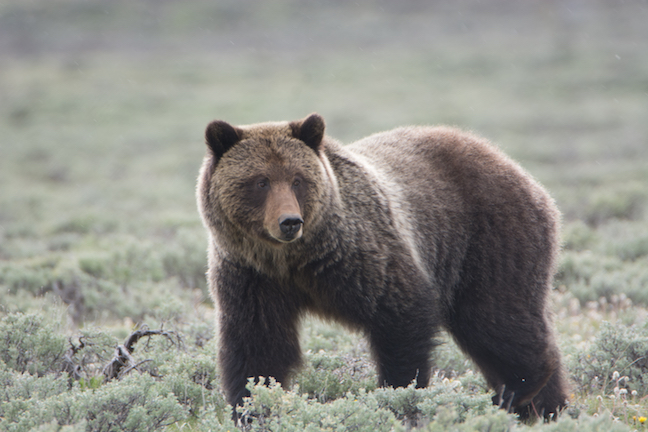 Hunter, Guide Survive Grizzly Bear Attack