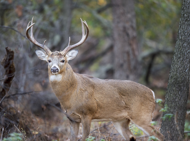 Patterning the Stages of the Deer Rut