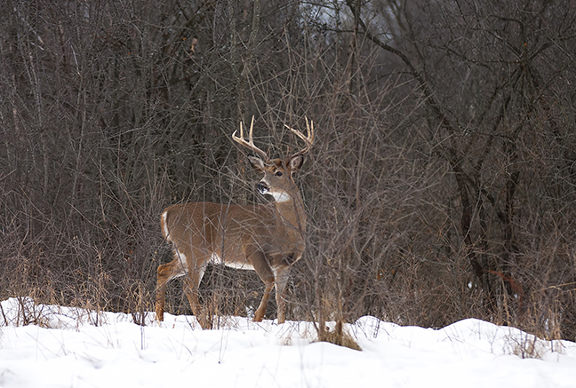 Deer Hunting the Late Season in Ohio