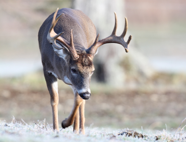 Antlerless Deer Zones - Oklahoma Hunting