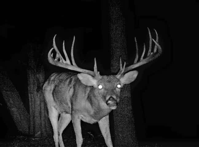 Trail Cams Vital in Solving Trophy Buck Poaching Cases
