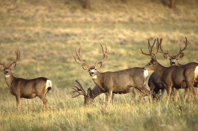 big mule deer bucks