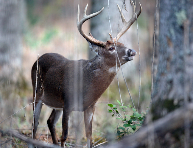 late-season deer hunting