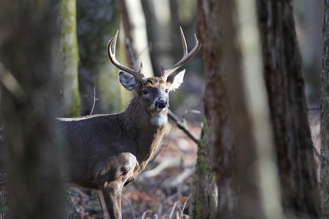 Late-Season Illinois Deer Hunting Tactics