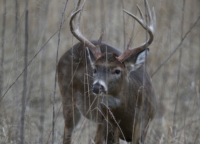 7 Steps For Late-Season Whitetails - North American Whitetail