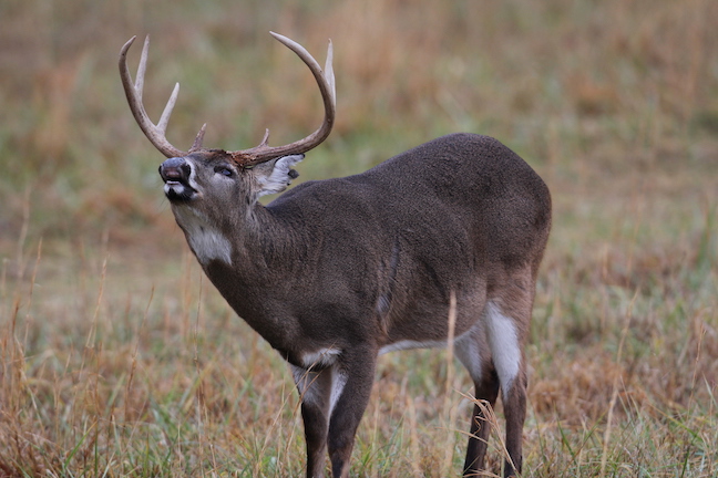 There's Still Time: Last-Chance Indiana Deer