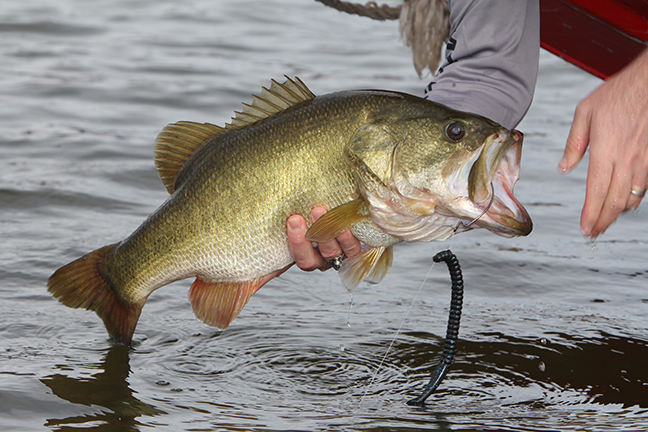 Oklahoma State Fish: the Pint-Sized Predator