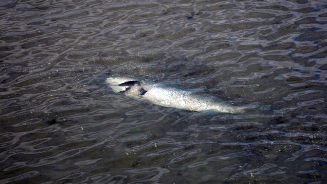 Nationwide Arctic Blast Brings Saltwater Fishing Closures in Texas Trout
