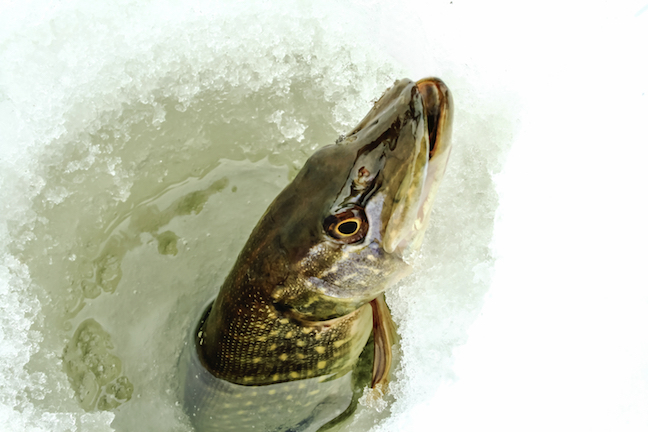 New England Ice Fishing