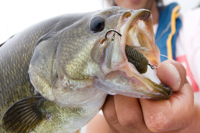 South Carolina Bass Fishing Outlook 2018