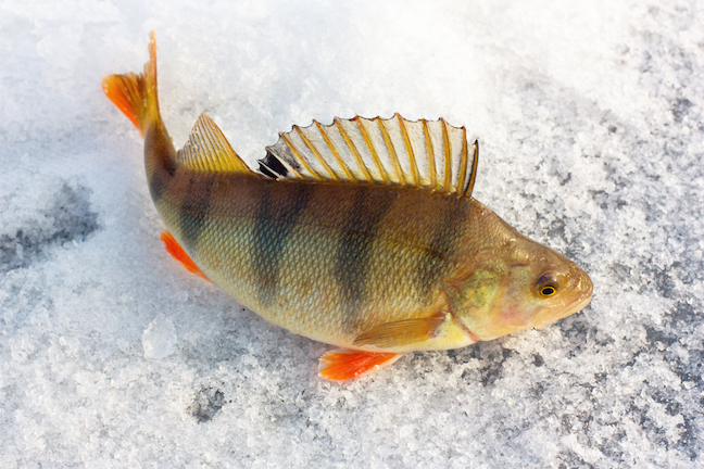 7 Hot Spots for Great Pennsylvania Ice Fishing