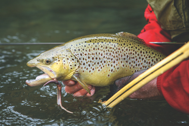 Crowley Lake CA Fall Trout Fishing, Eastern Sierra