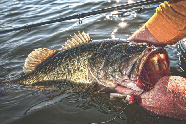 Florida Panhandle Bass Fishing Trifecta