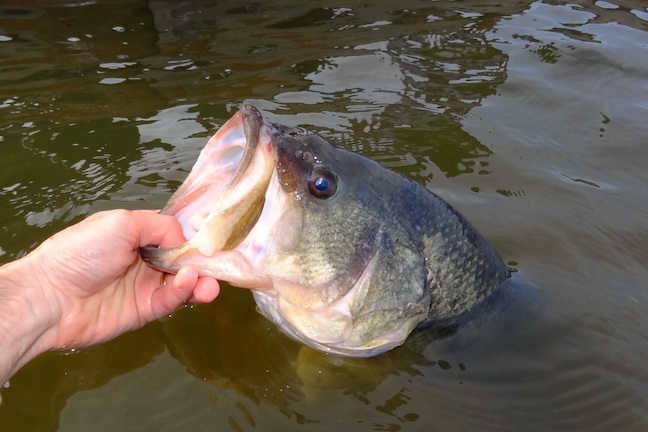4 Great Alabama Bass Lakes